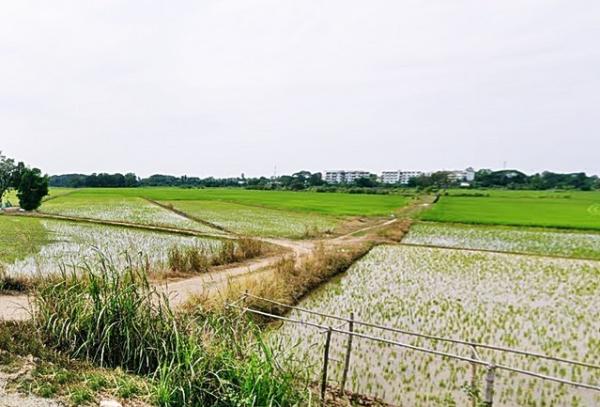 2 ขาย ที่ดิน ที่ดิน อ.เมือง พิจิตร ถูกที่สุด 3 ไร่ 1 งาน 1380 ตร.วา ชั้นทั้งหมด 1 ชั้น 750000 บาท