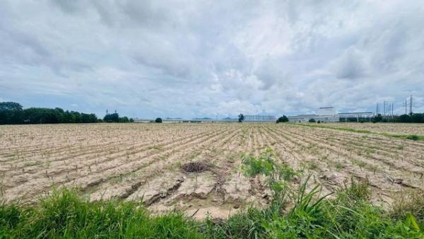 ขายที่ดินมาบยางพร ปลวกแดง ติดโรงงานอมตะชิตี้ระยอง FP-L02532